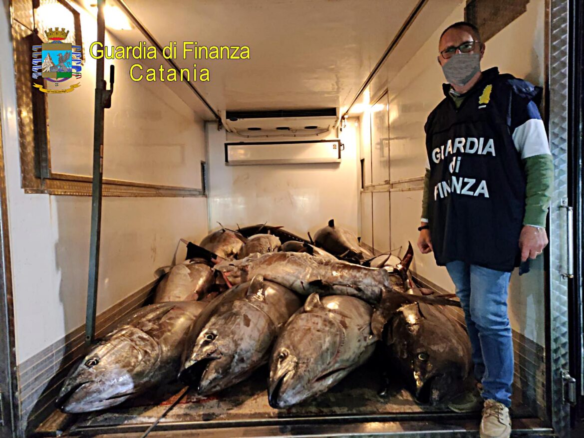 Catania, sequestrati 19 esemplari di tonno rosso