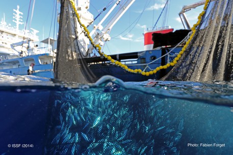 WWF e Rio Mare insieme per pesca più sostenibile
