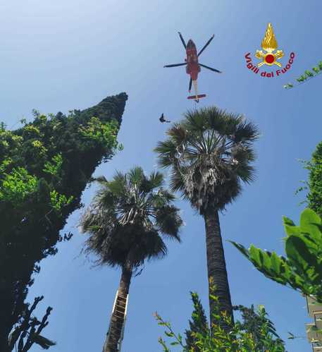 Giardiniere scivola dalla cima di una palma, a testa in giù a 12 metri