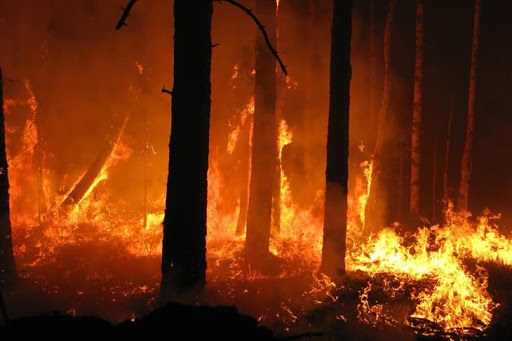 Incendi in diversi luoghi siciliani e danni per il vento, 38 interventi per alberi caduti