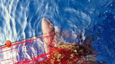 Piccolo squalo capopiatto salvato da pescatore nelle Eolie