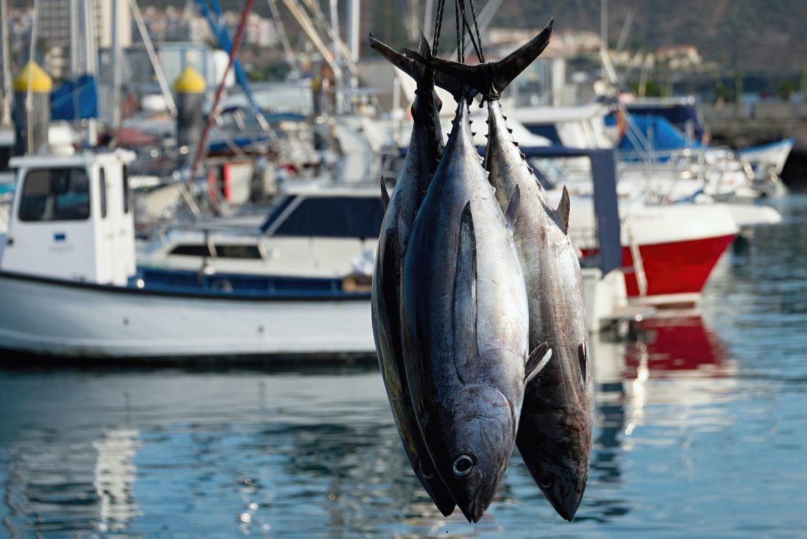 Federconsumatori, sulla pesca sostenibile cosa pensano i siciliani?