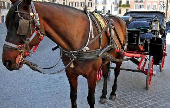 Raccolta firme a Palermo, contro utilizzo cavalli per carrozze